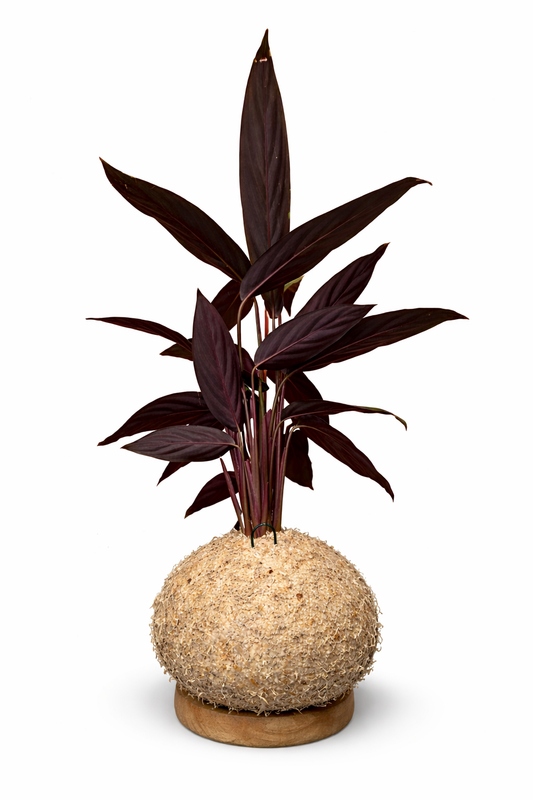 Calathea- Stromanthe