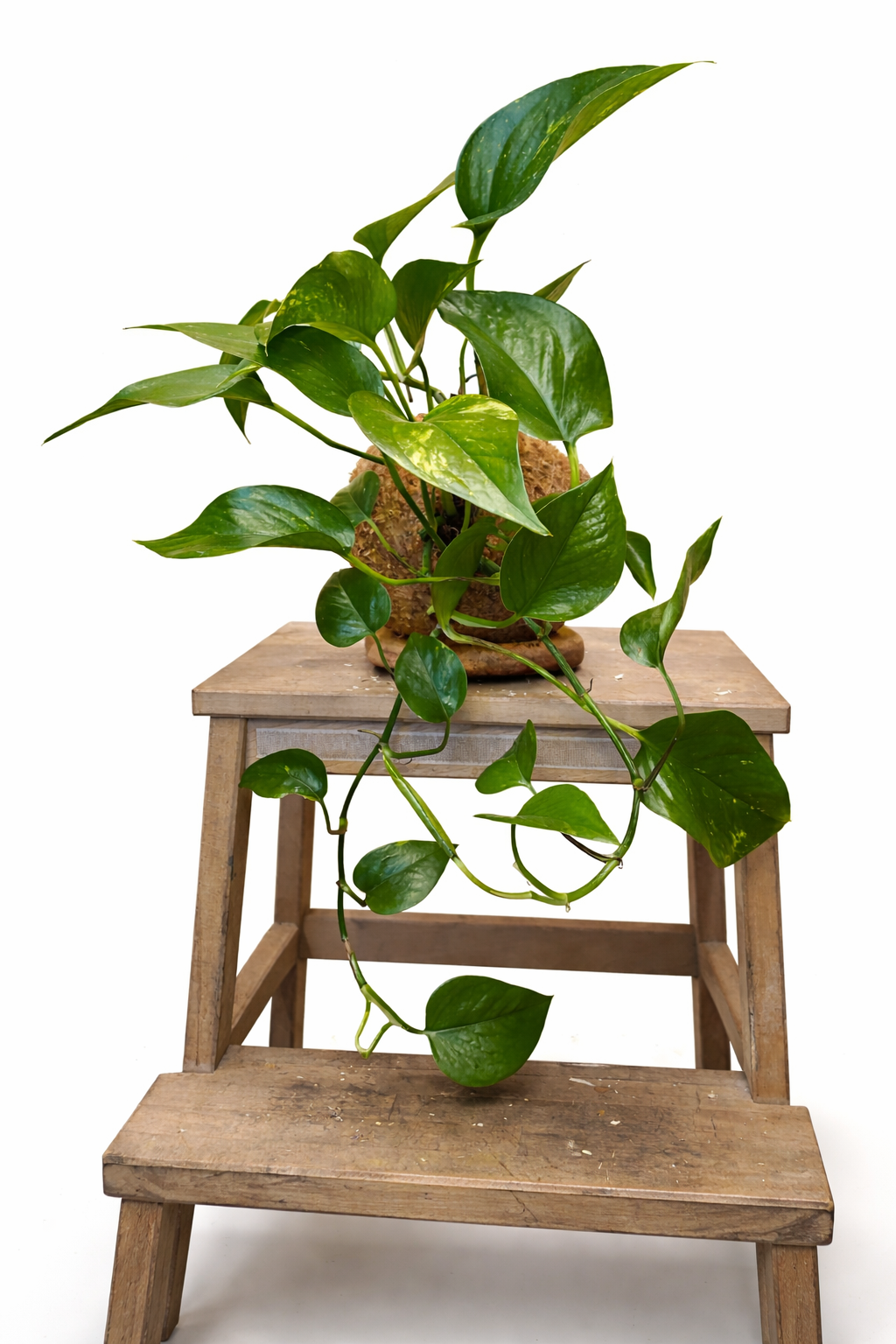 Jibóia Clássica - Epipremnum pinnatum ‘Aureum’