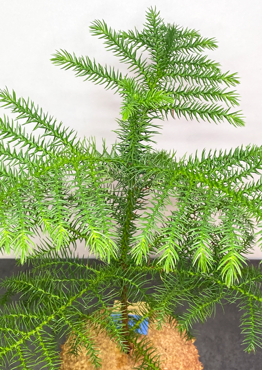 Araucária em WoodDama