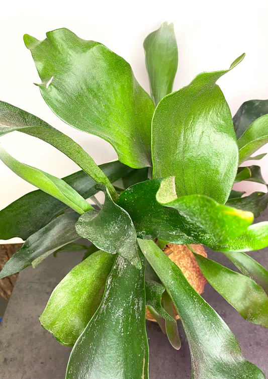 Chifre-de-veado em WoodDama