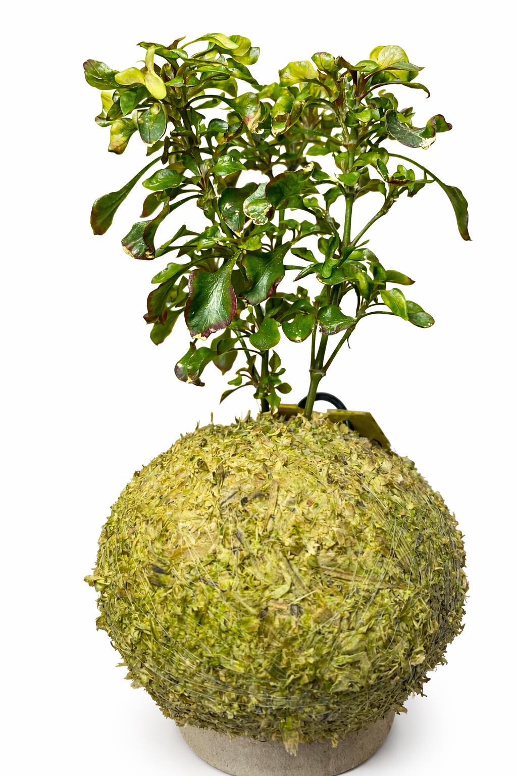 Alternanthera dentata – Planta Periquito