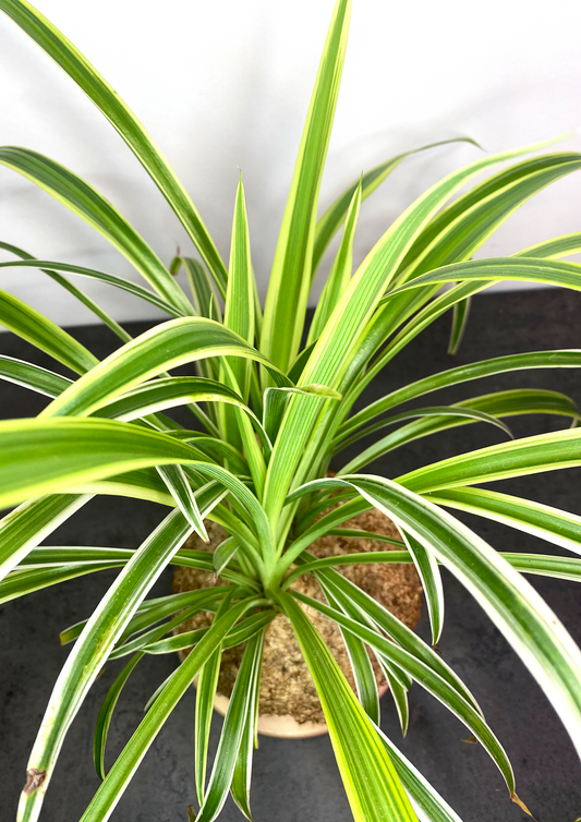 Clorofito em WoodDama