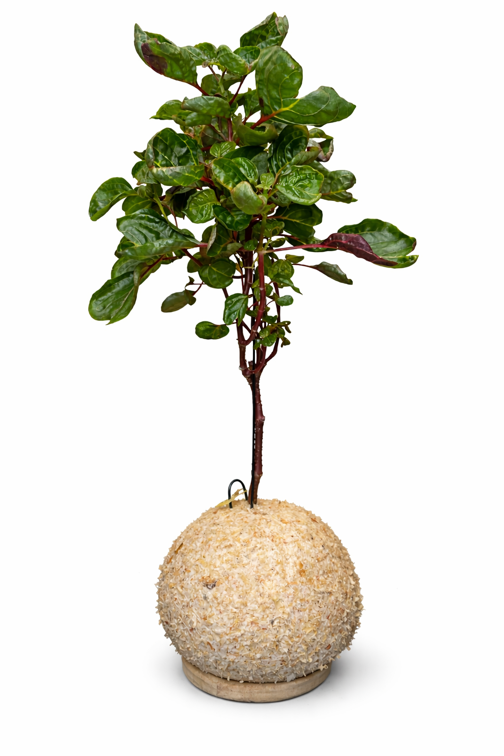 Iresine Verde e rosa