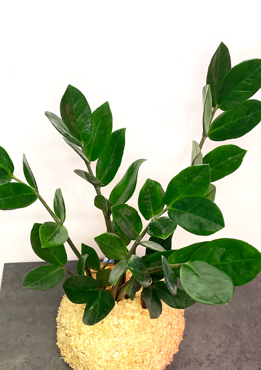 WoodDama de Zamioculca