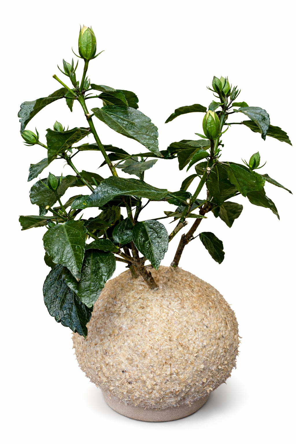 Hibiscus rosa-sinensis (Flor Amarela)