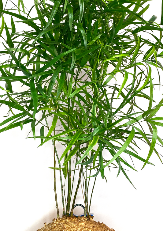 Aspargus Macarrão em WoodDama