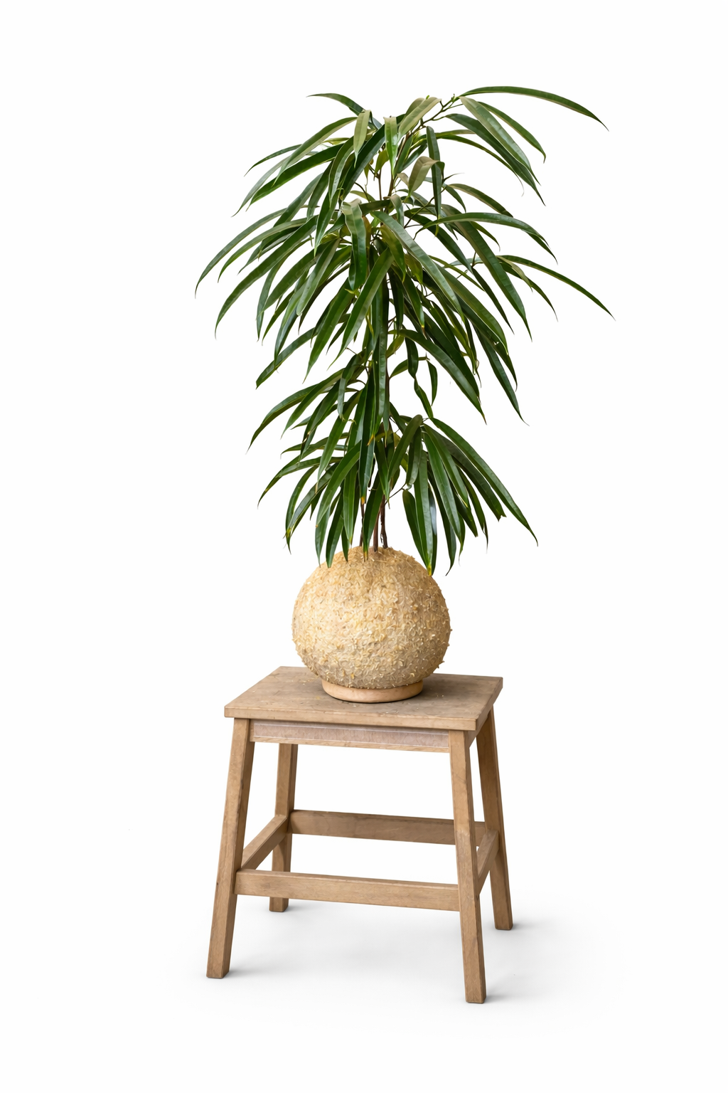 Ficus Alii – Ficus maclellandii