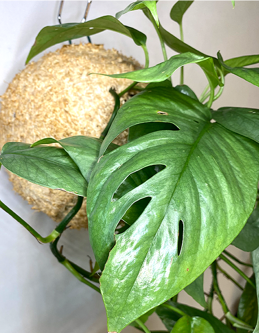 WoodDama de Epipremnum Cedu Blue