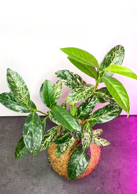 WoodDama de Loureiro cerejeira