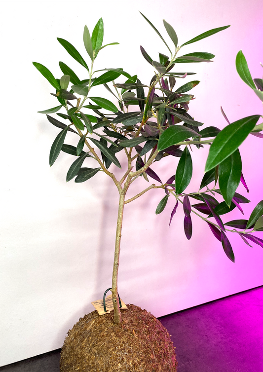 WoodDama de Oliveira