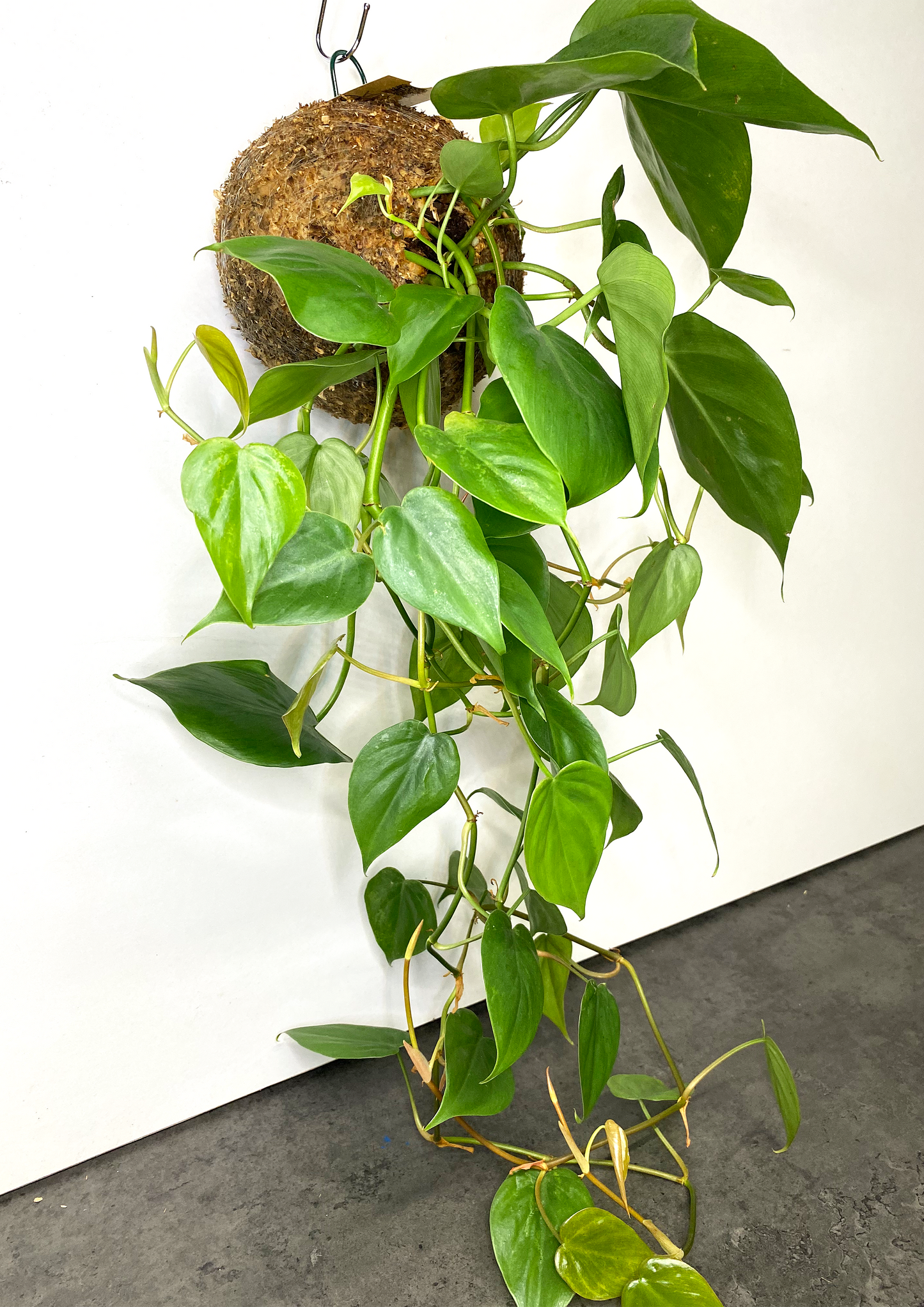WoodDama de Philodendron Scandens