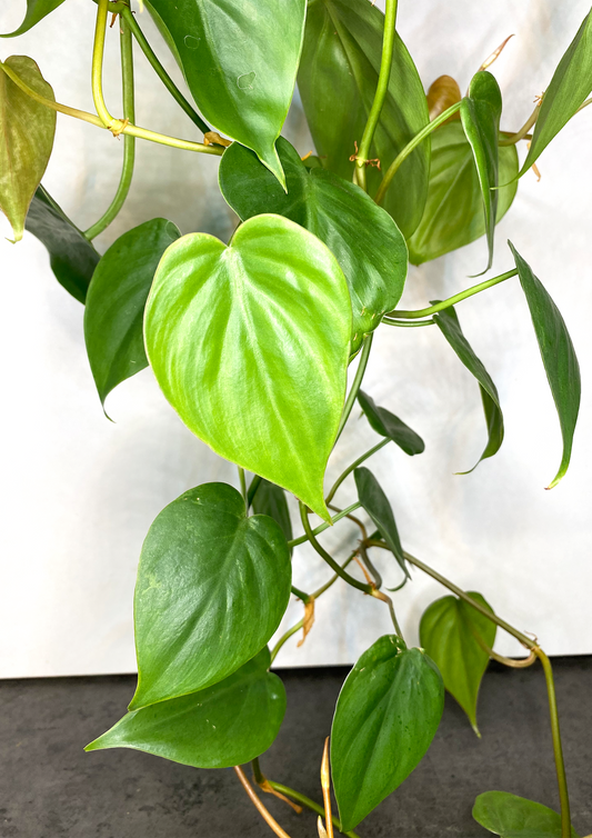 WoodDama de Philodendron Scandens