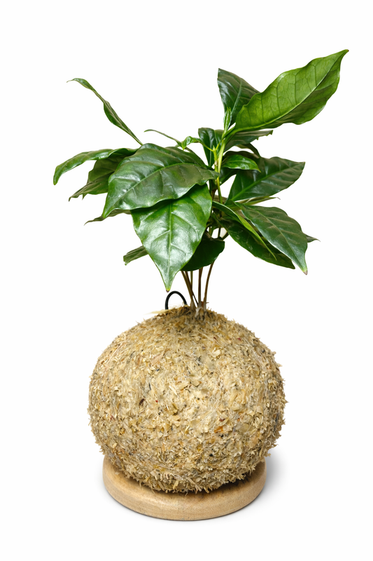 Café Arábica – Coffea arabica