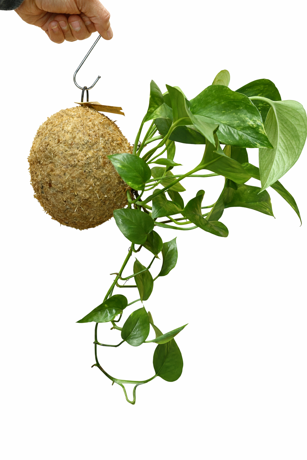 Jibóia Clássica - Epipremnum pinnatum ‘Aureum’