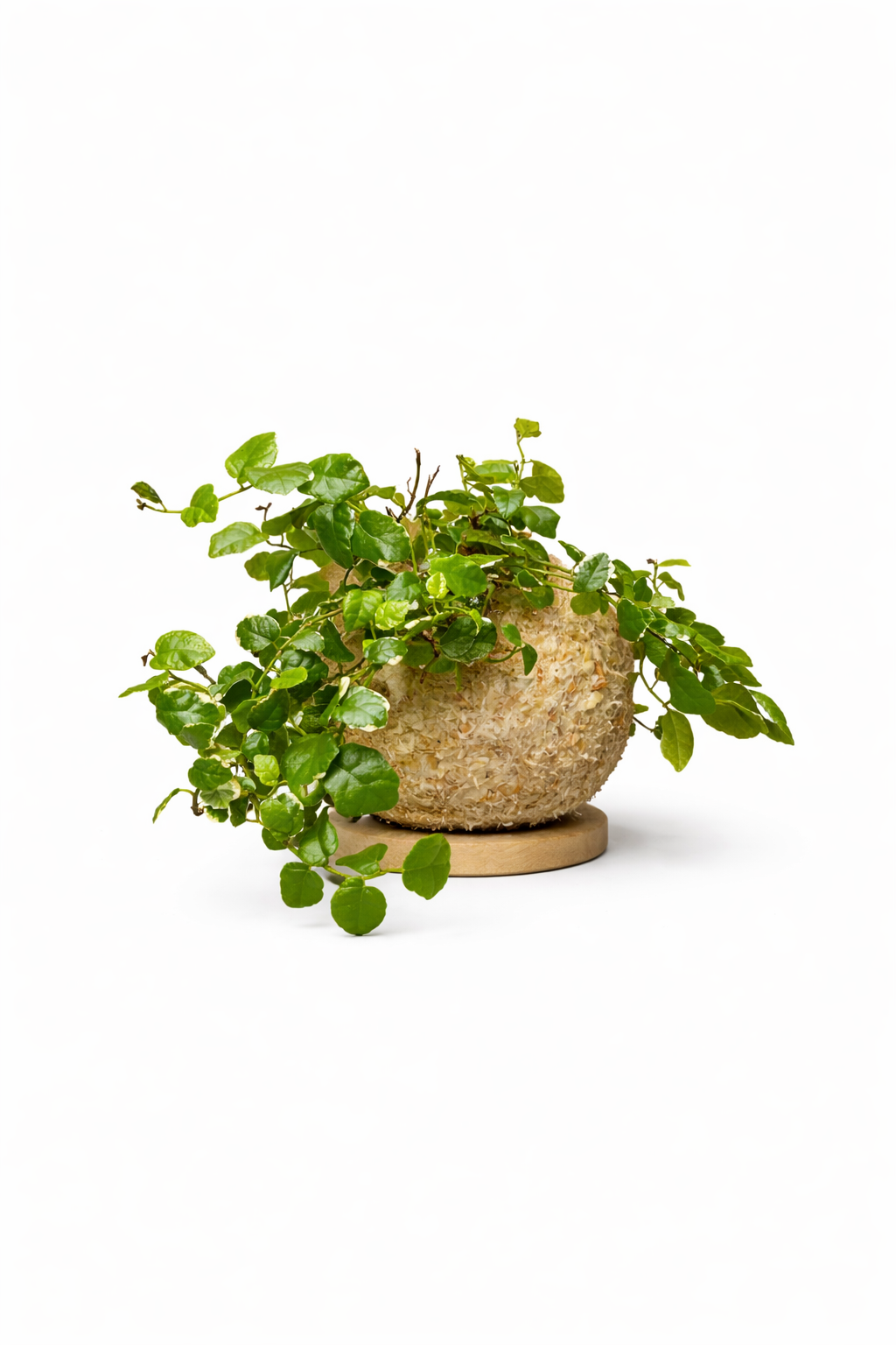 Ficus pumila “White Sunny