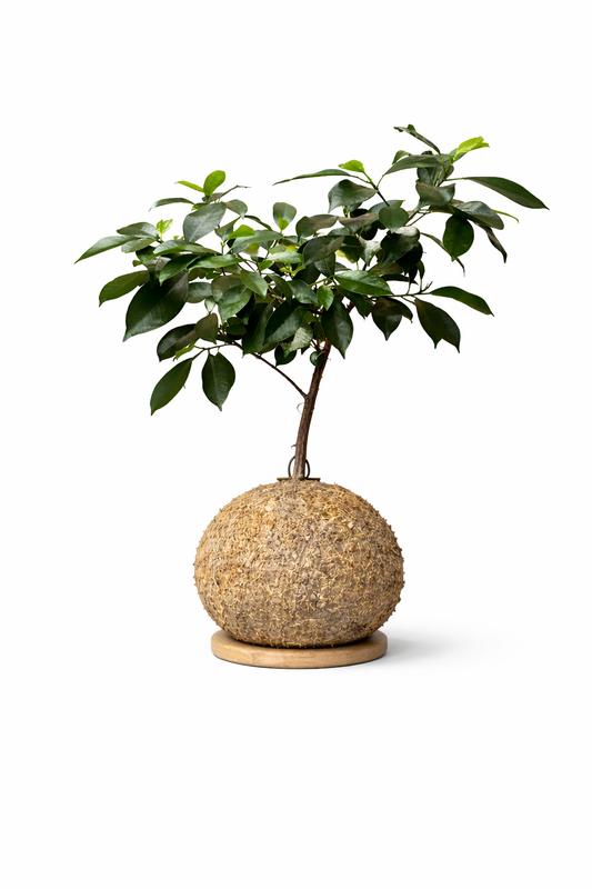 Ficus microcarpa “Ginseng
