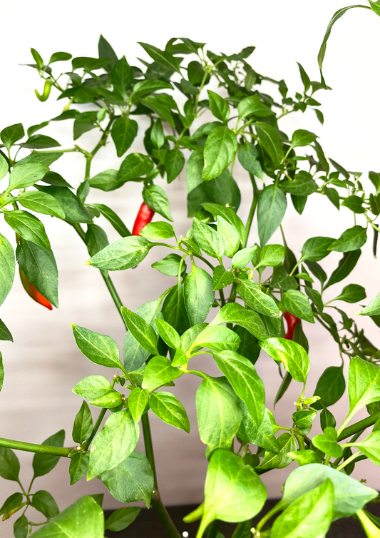WoodDama de Chilli