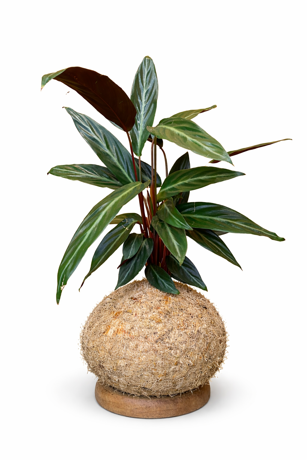 Calathea- Stromanthe