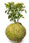 Alternanthera dentata – Planta Periquito