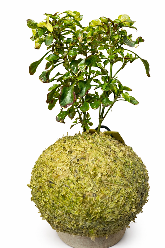 Alternanthera dentata – Planta Periquito