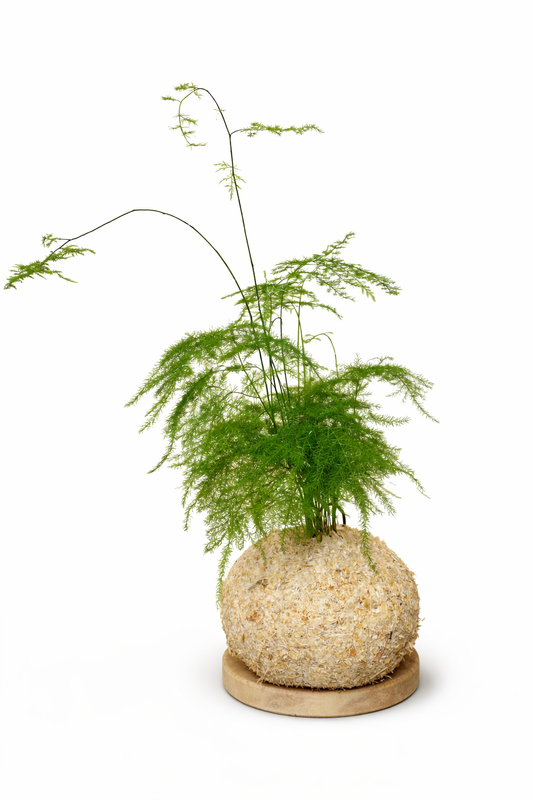 Asparagus setaceus – Aspargo Melindres