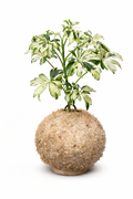 Schefflera Janine - Árvore-Chapéu-de-Chuva