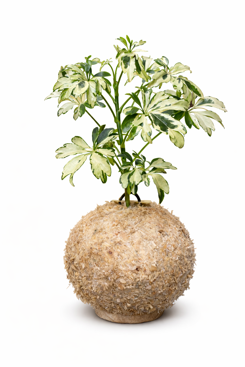 Schefflera Janine - Árvore-Chapéu-de-Chuva