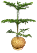 Araucaria heterophylla (Pinheiro-de-Norfolk)