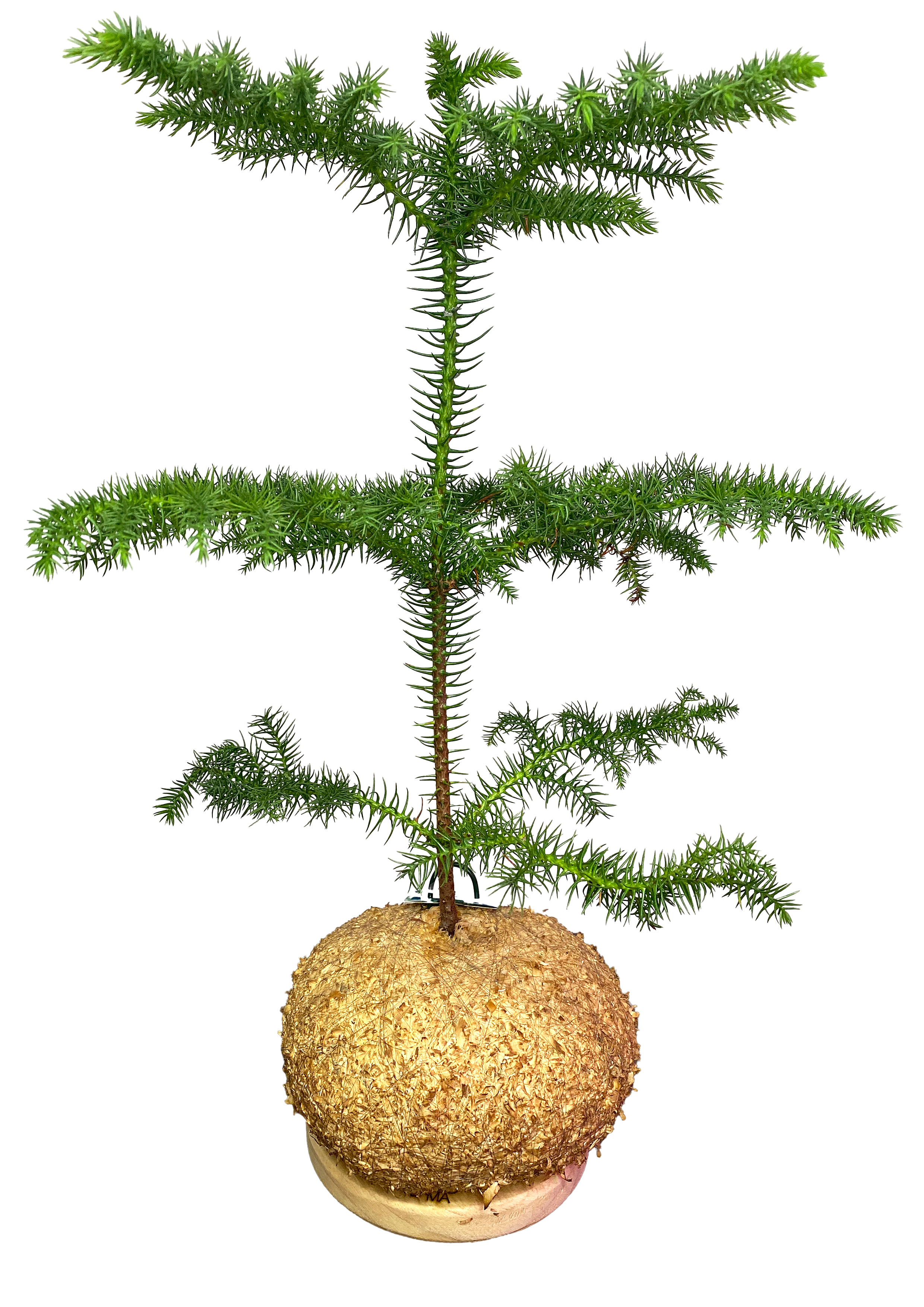Araucaria heterophylla (Pinheiro-de-Norfolk)
