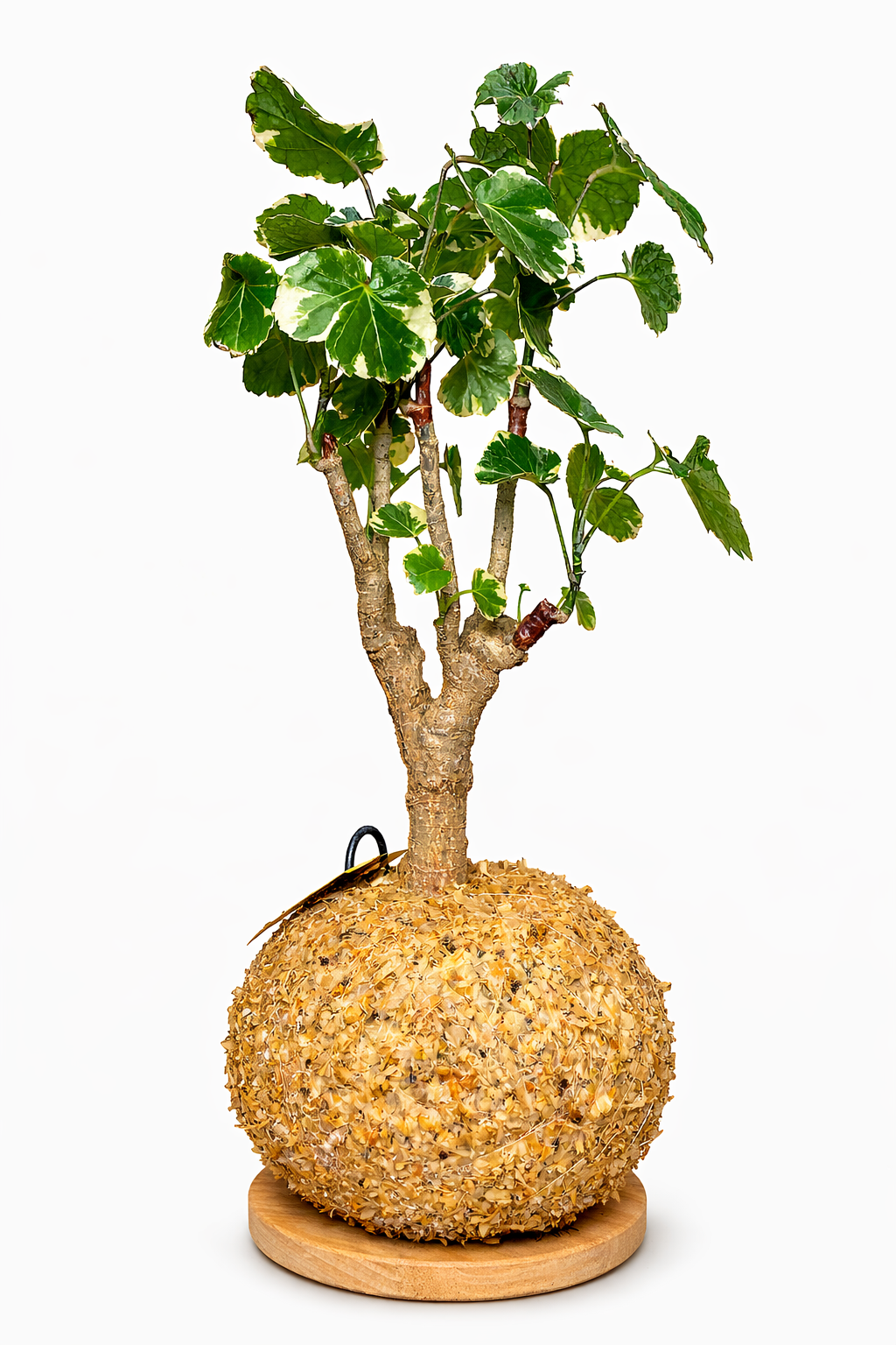 Árvore da Felicidade Bonsai – Polyscias scutellariaVariegata