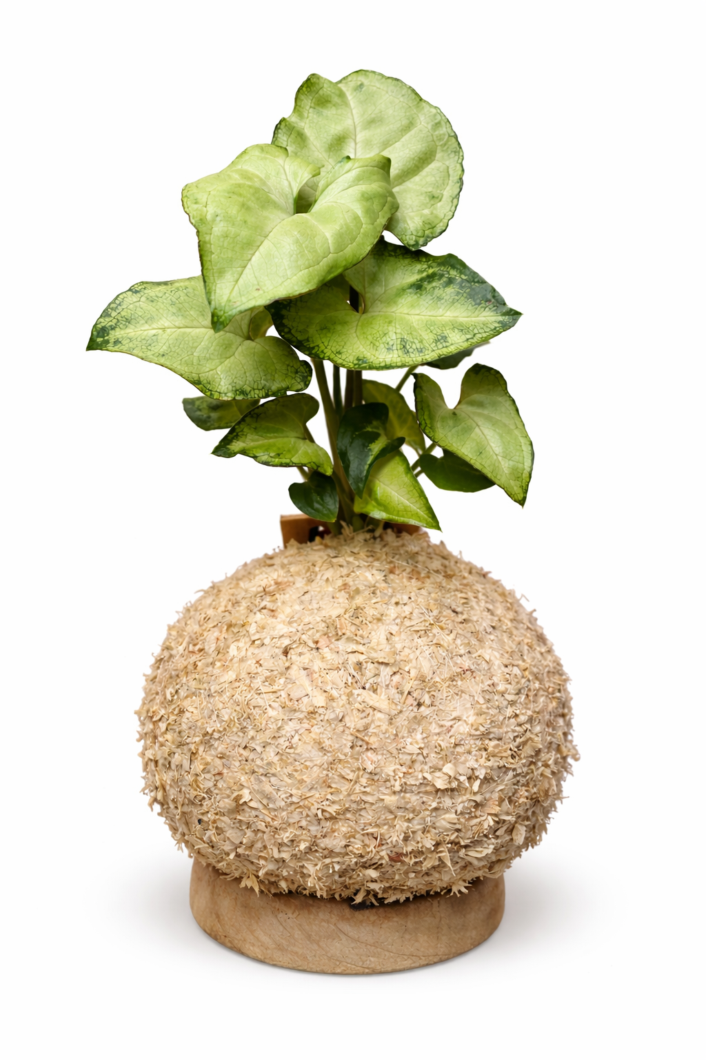 Singônio Verde - Syngonium podophyllum
