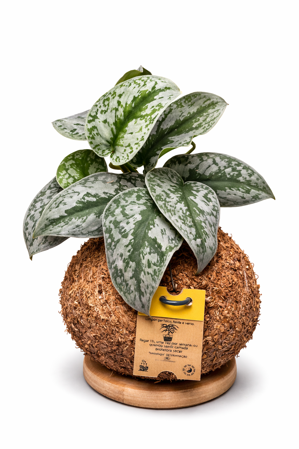 Jibóia Prateada - Scindapsus pictus