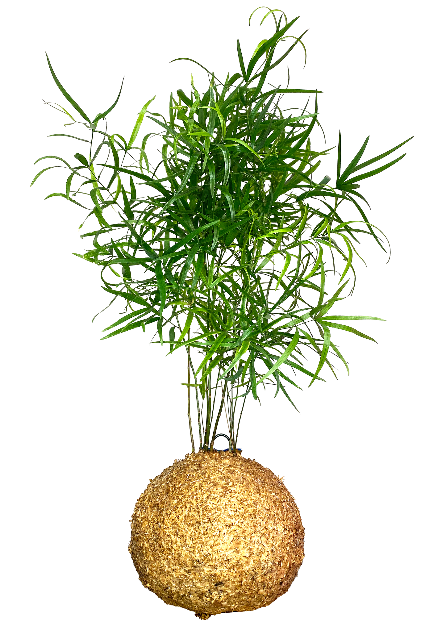 Aspargus Macarrão em WoodDama