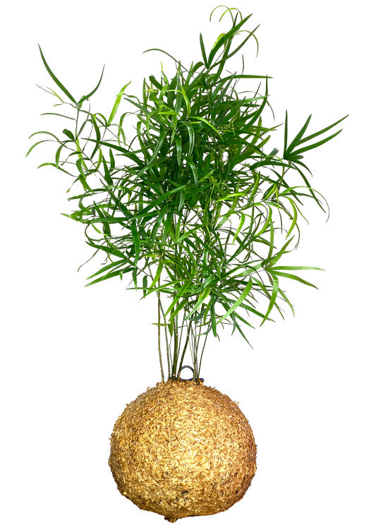 Aspargus Macarrão em WoodDama