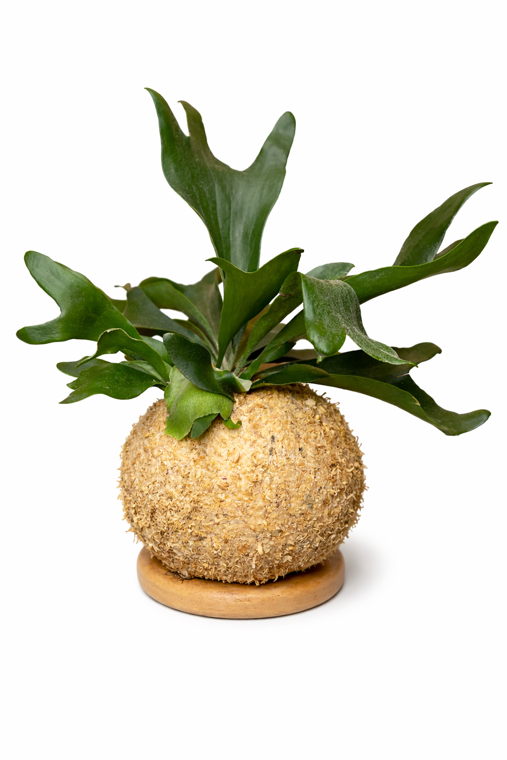 Chifre-de-Veado – Platycerium bifurcatum