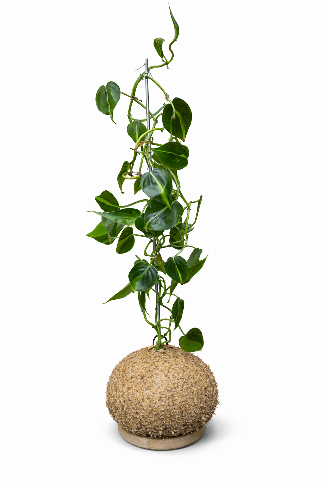 Philodendron Brasil - Philodendron hederaceum ‘Brasil’