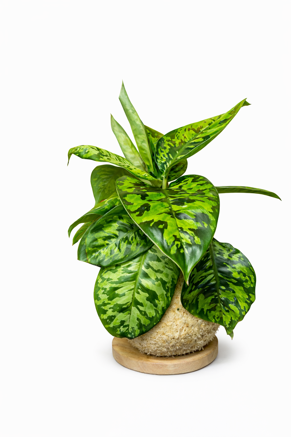 Homalomena wallisii "Camouflage"