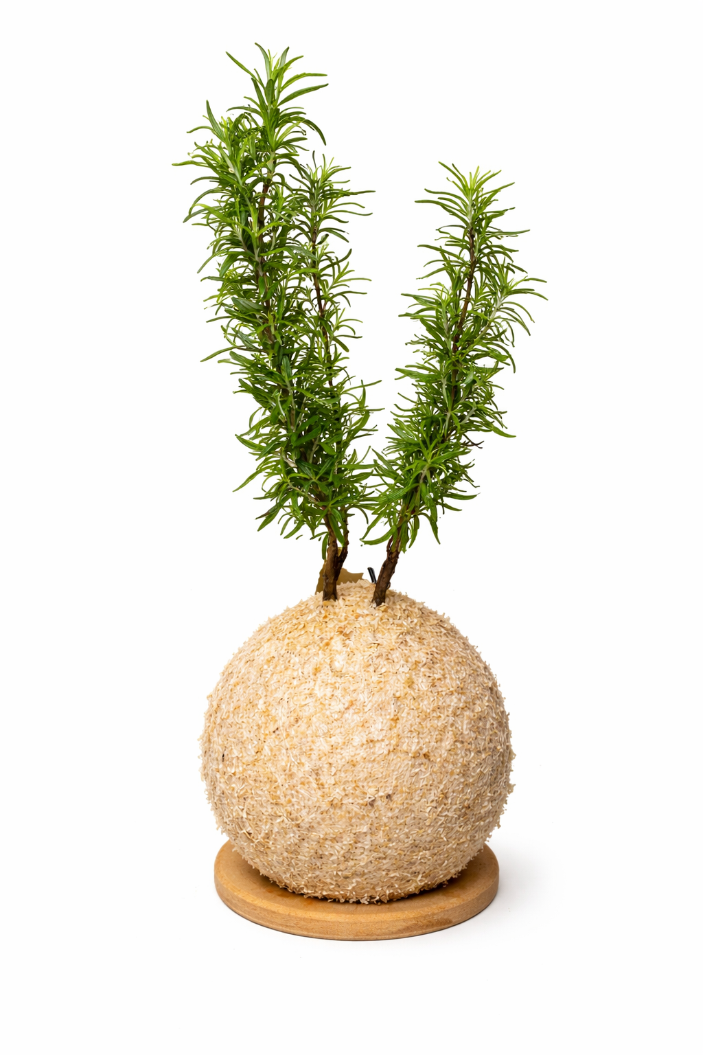 Alecrim (Rosmarinus officinalis)