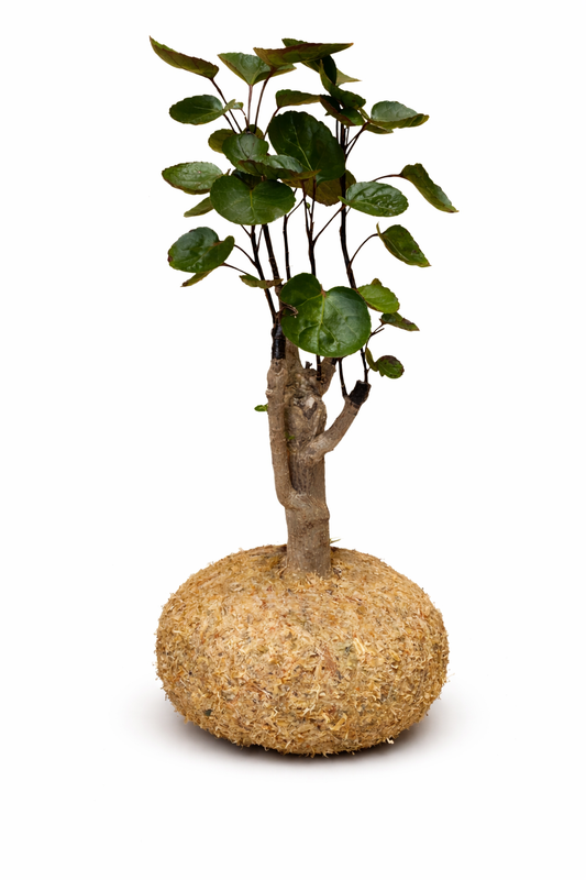 Árvore da Felicidade Macho – Polyscias ‘Fabian’