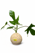 Philodendron “Florida Green”