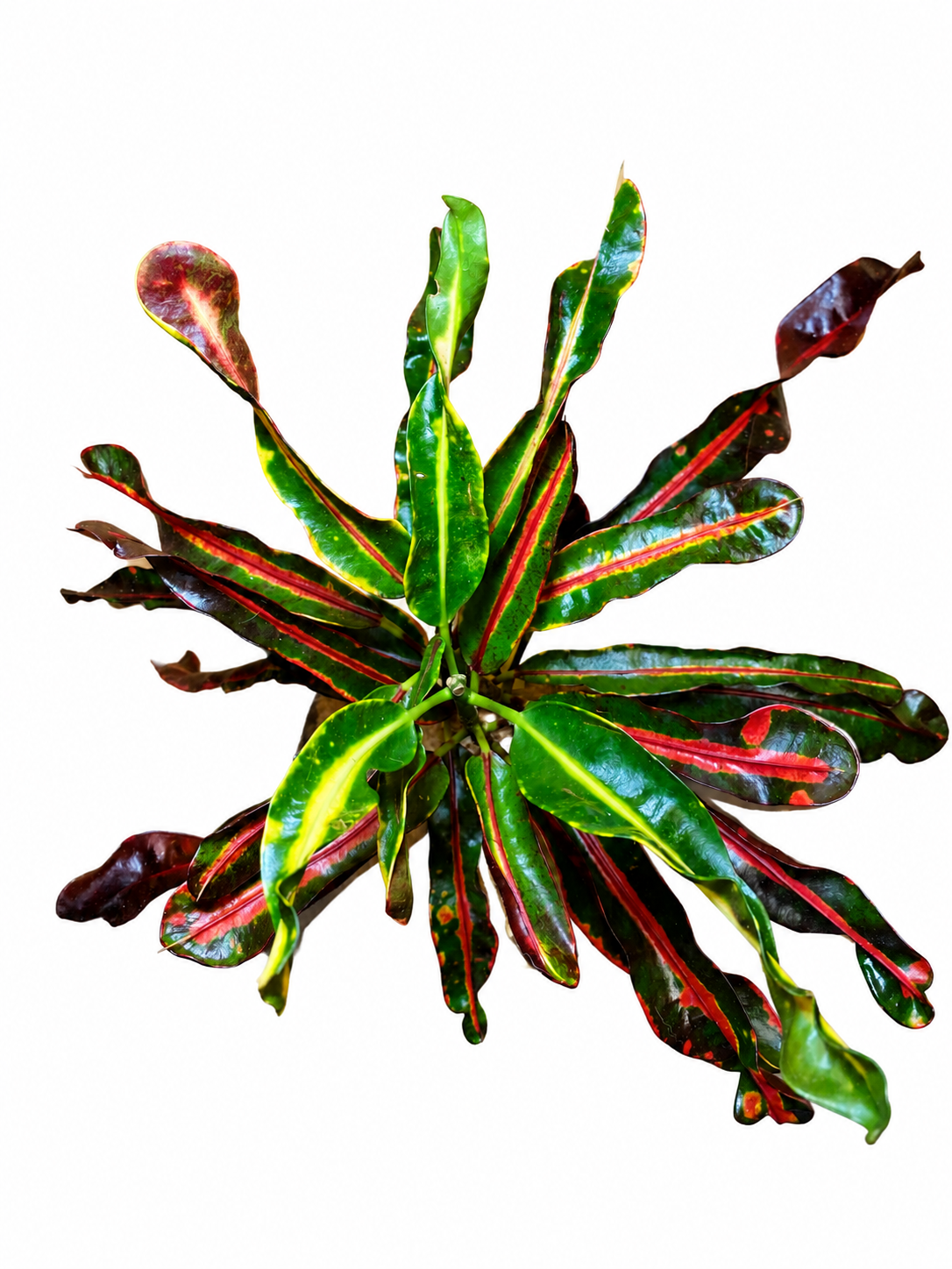 Cróton Mammy - Codiaeum variegatum