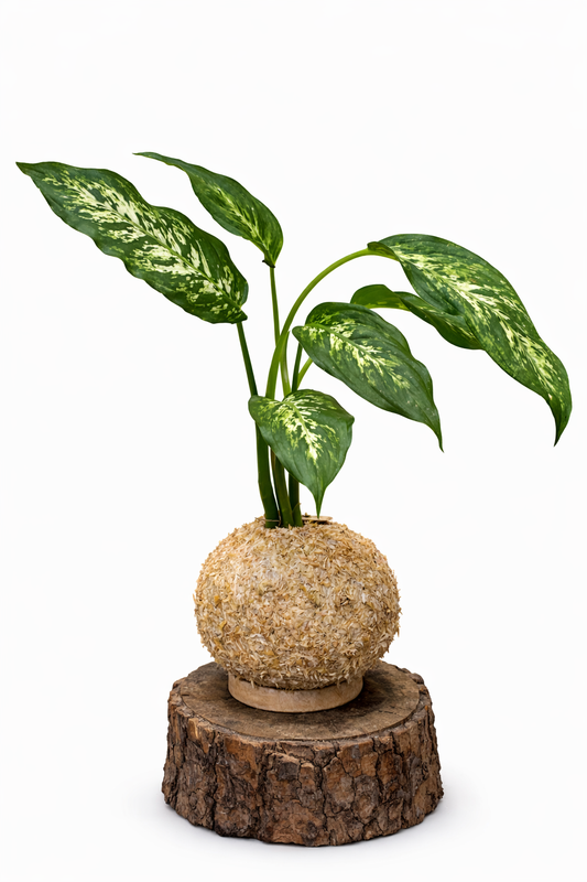 Comigo Ninguém Pode – Dieffenbachia