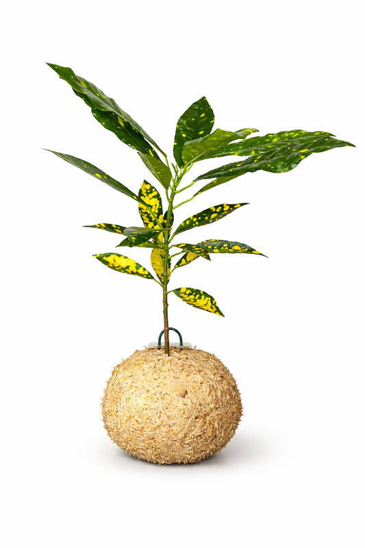 Croton – Codiaeum variegatum