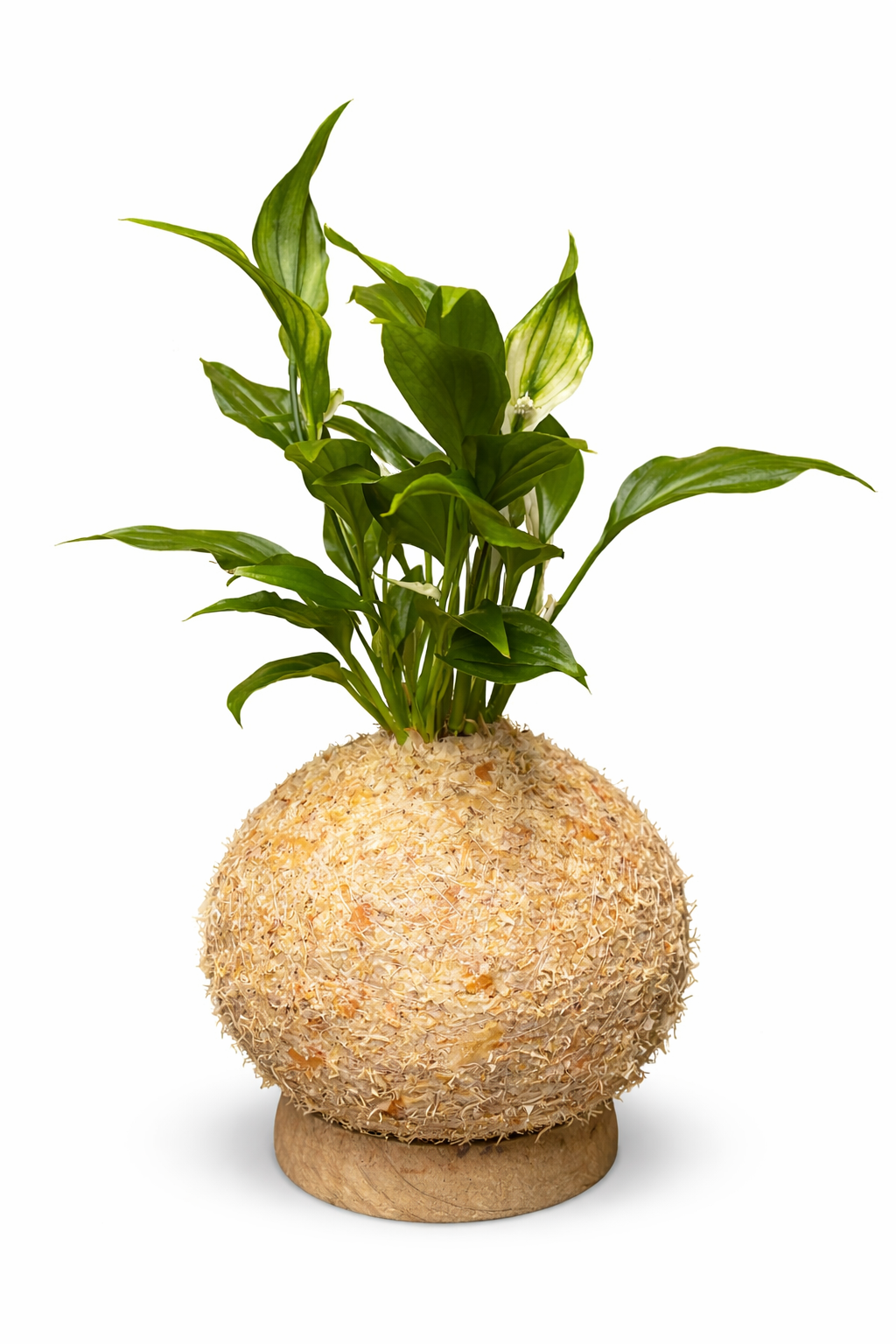 Lírio-da-Paz - Spathiphyllum