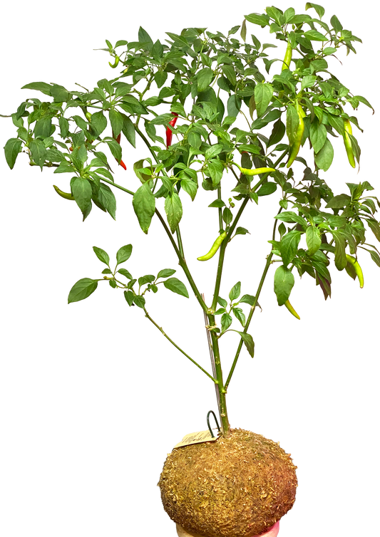 WoodDama de Chilli