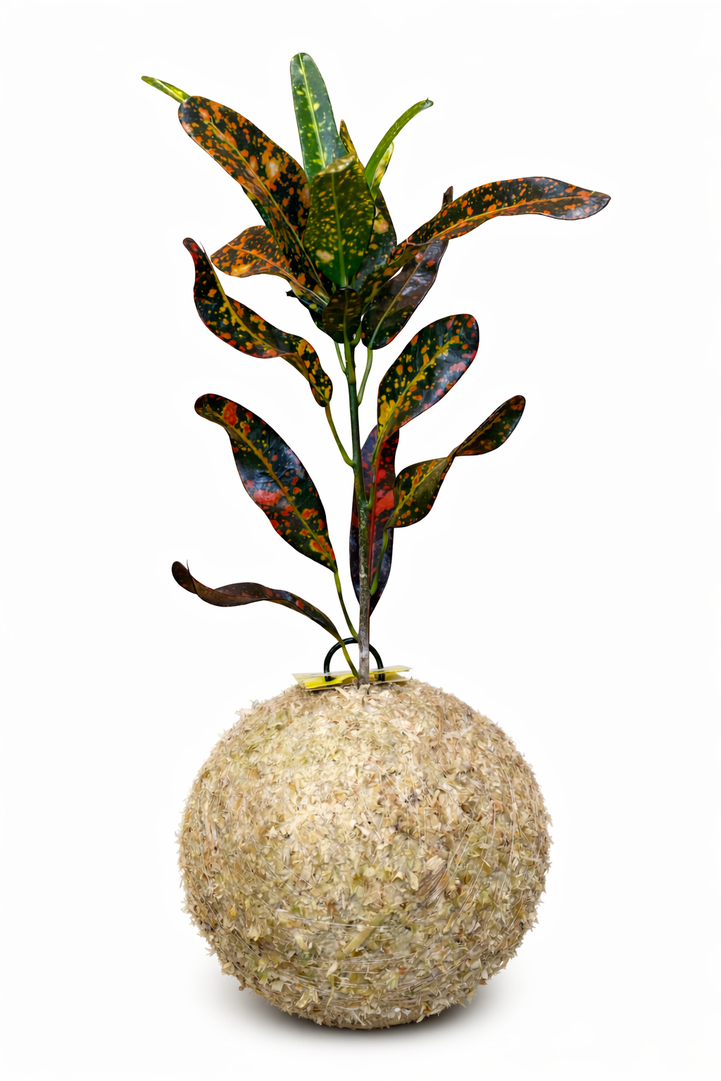 Cróton - Codiaeum variegatum