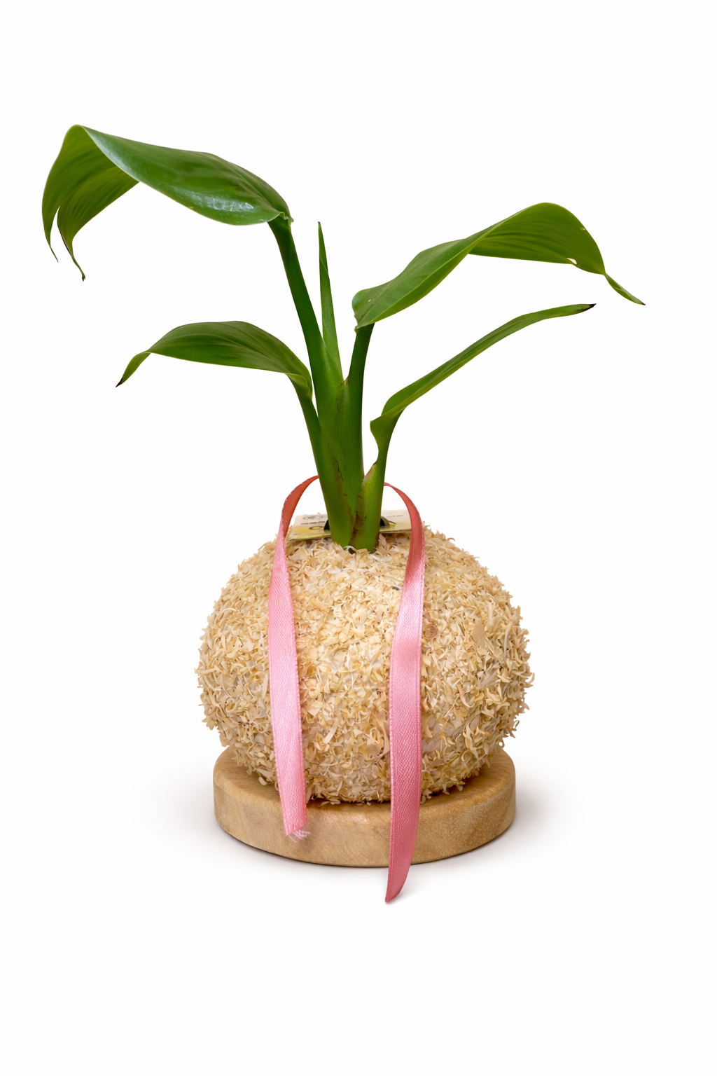 Strelitzia – Ave-do-Paraíso