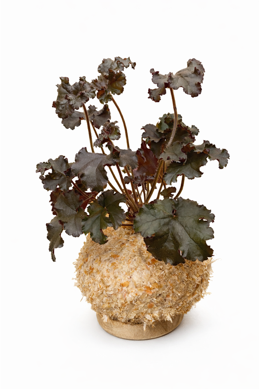 Heuchera