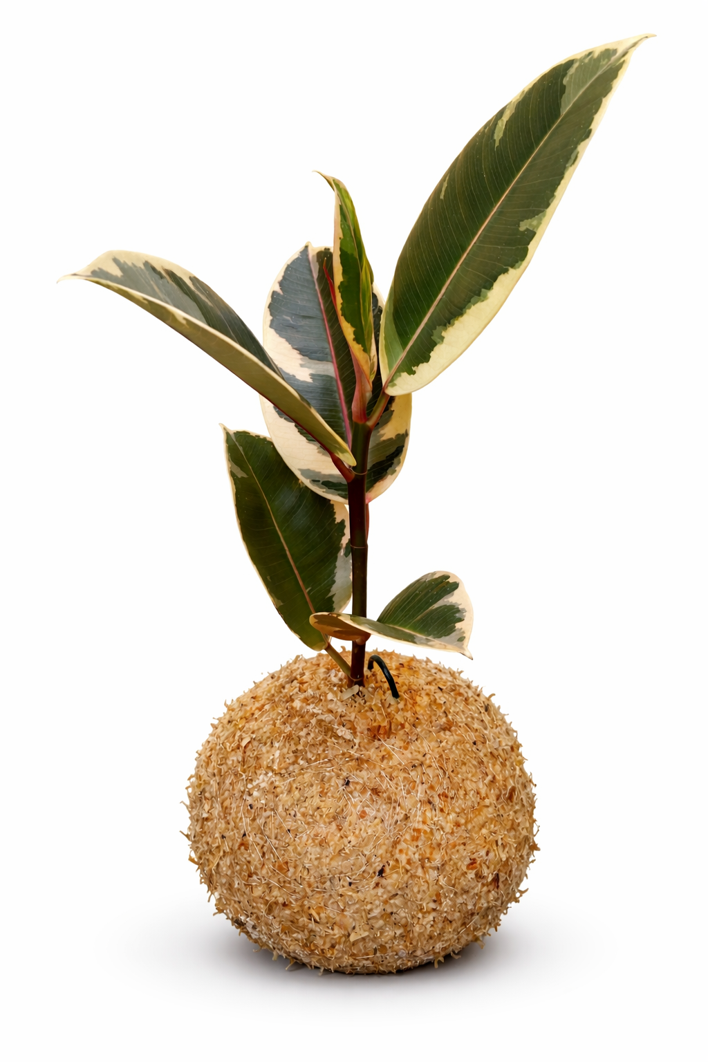 Ficus Elástica “Tineke”