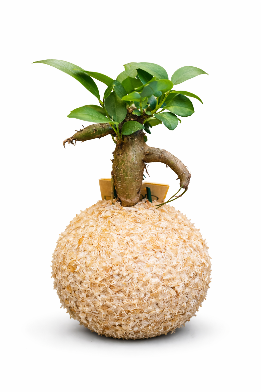 Bonsai Ficus microcarpa “Ginseng”